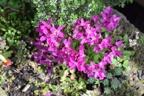 stock image the beautiful rock cress flowers