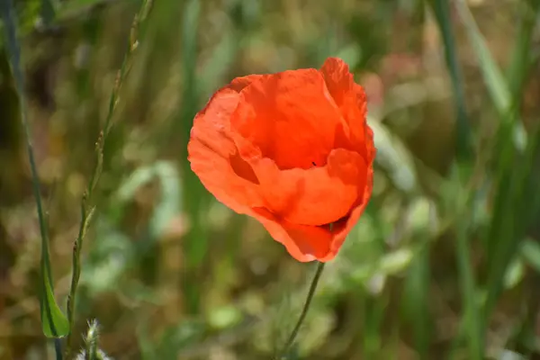 stock image red flower on a background of green grass