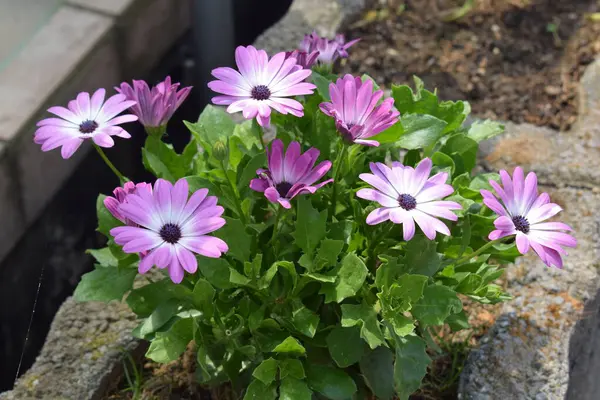 stock image beautiful purple flowers in the garden