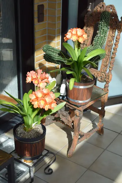 stock image orange clivia lily on the floor and on a chair