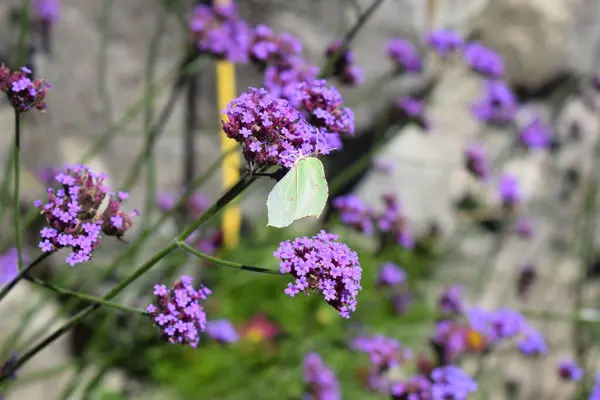 stock image white butterfly on the flower