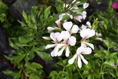 Sokaklarda güzel çiçekler