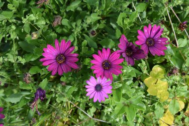 Güzel pembe çiçek tarlada