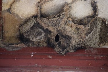 Birbirine yakın bir yuva.