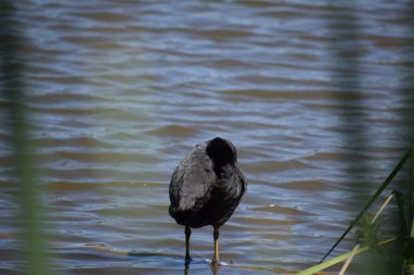 siyah karaca yakın çekim
