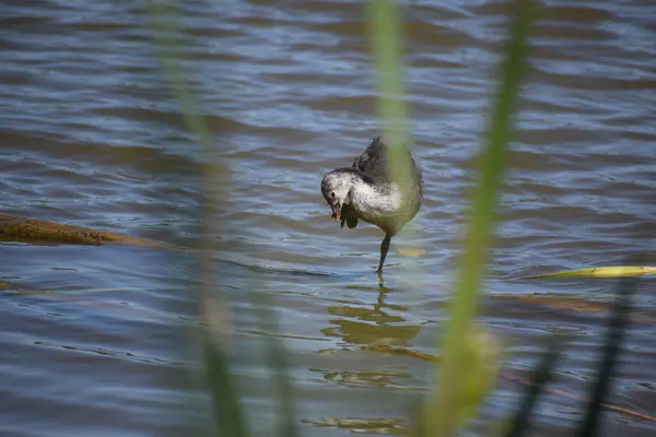 stock image a gray young coot standing on one leg