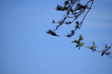 Gökteki küçük kuş