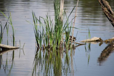 Ördekli bataklık gölü