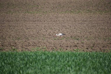 Genç bir leylek tarlada