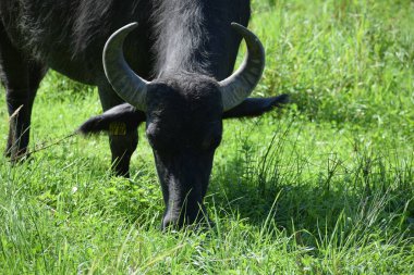 Sahada bizon boğası var.