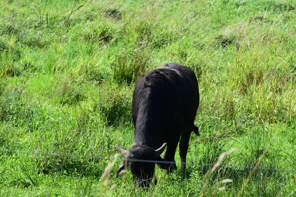 stock image water buffalo cow in the green grass in the mountains