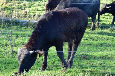 Boynuzlu bufalo bufalosu.