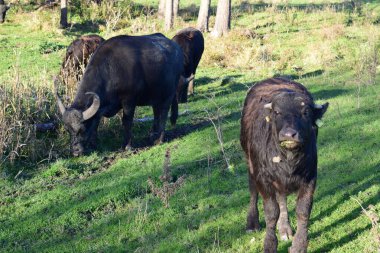 Meraklı bir bufalo yavrusu.
