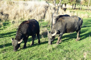 Bataklıkta otlayan su buffaloları