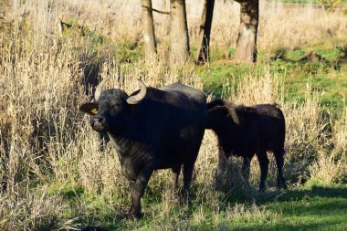 Su bufalosu ineği onu takip ediyor.