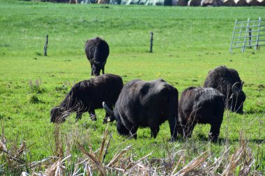 Bir grup sığır çimenlik alanda.