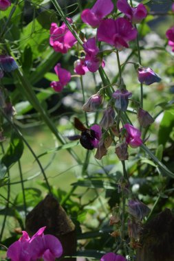 Güzel marangoz arısı bir çiçeğin üzerinde