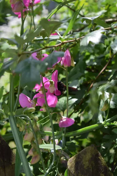 stock image beautiful flowers with a huge carpenter bee