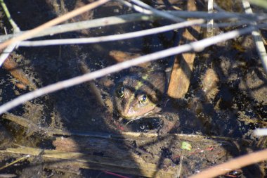 Kurbağa, göldeki bir kurbağadır..