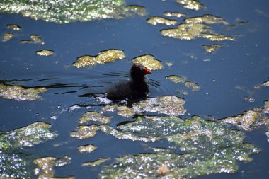 Siyah Moorhen bir gölde ördek yavrusu