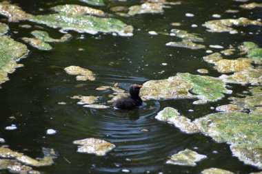 duckling of the moorhens in the pond clipart