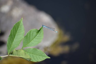 a dragonfly on a leaf clipart