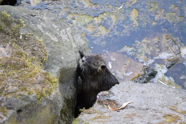 Stock image coypu in the wild