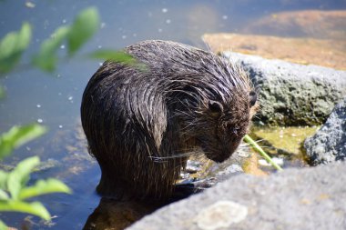 a nutria looking down clipart