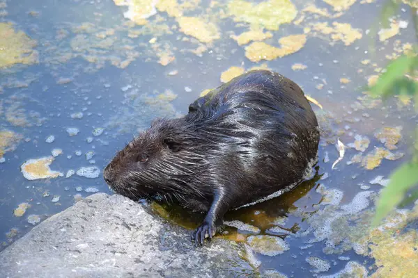 Stock image nutria getting up to a rock