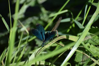 a beautiful shot of a dragonfly on a leaf clipart