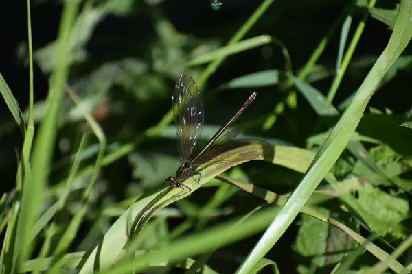 stock image yellow broad winged dragonfly on the grass