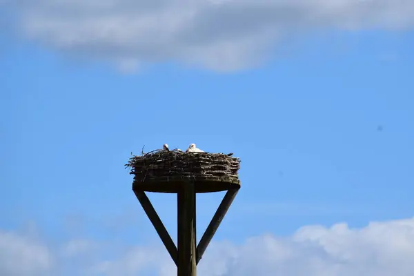 stock image stork in the nest on a blue sky background