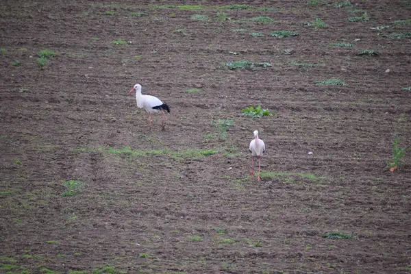 stock image white storks in the field