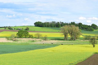 İlkbaharda sarı tarlaları olan kırsal alan