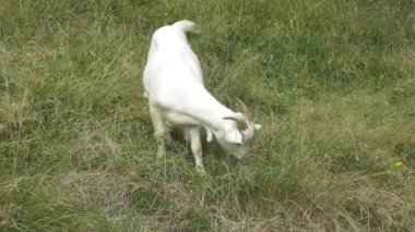 Beyaz keçi yeşil çayırlarda yürür ve birkaç ısırık alır.