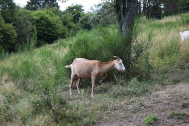 Beyaz keçi kırsalda otluyor.