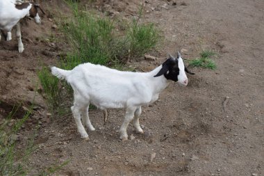 white goat in the pasture clipart