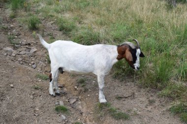 white goat on the pasture clipart