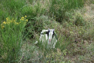 young white and black  in the grass clipart