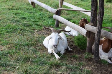 Büyük boynuzlu beyaz keçi sürüsü.