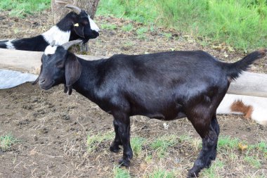 Ormanın içinde siyah keçi.