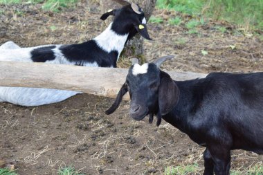 black and white young goat clipart