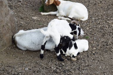 black and white goats with lambs clipart