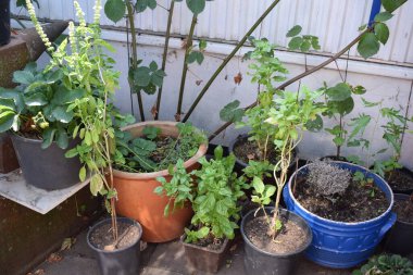 Bir sürü yeşil ve beyaz sebze.