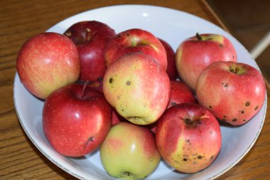 Tahta masada taze kırmızı olgun elmalar.