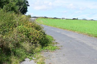 Yeşil tarlada bir yol