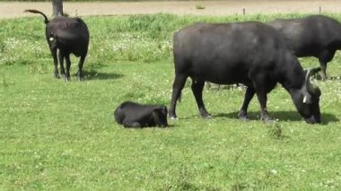 Su bufalosu ve dinlenen bir buzağı