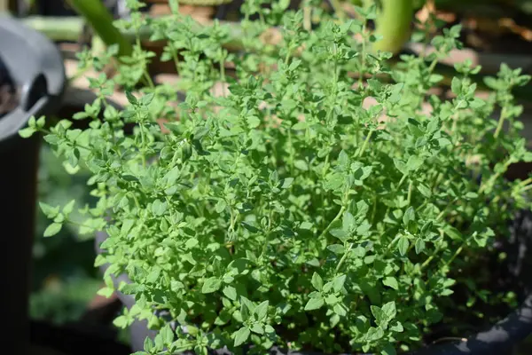 stock image fresh young thyme in a pot