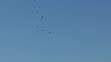 Gökyüzünde uçan kuş sürüsü