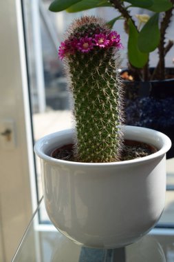 kaktüs tencerede pencere üzerinde